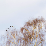 bylo nás pět ...