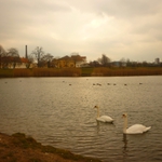 Labutí jezero