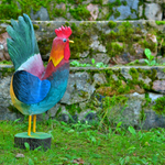 Rooster