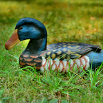 Duck