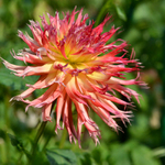Flower from my garden