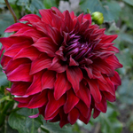 Flower from my hometown