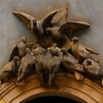 Doves from Warszawa