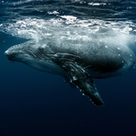 Keporkak - několika týdenní mládě