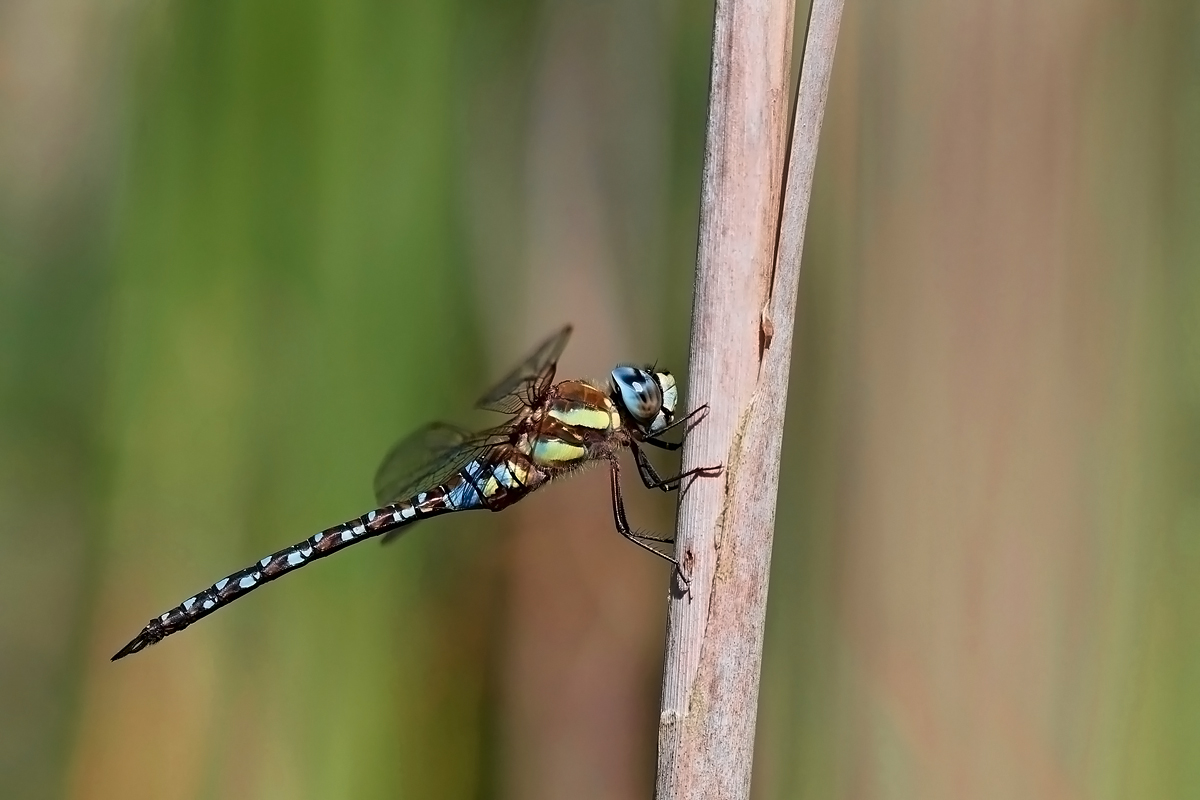 ..šídlo pestré...