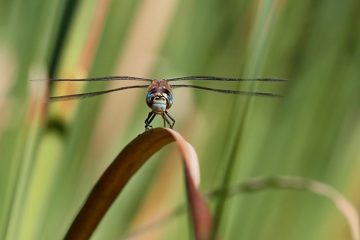 ..pohled pestrouše...