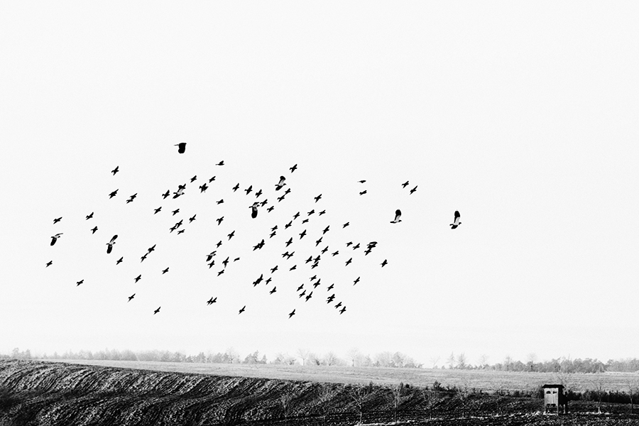 volnost ...