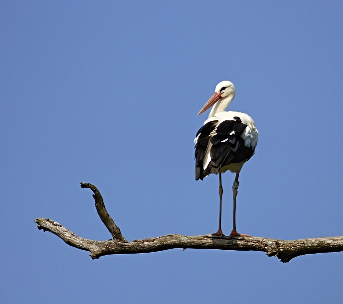 sedím na konári.....
