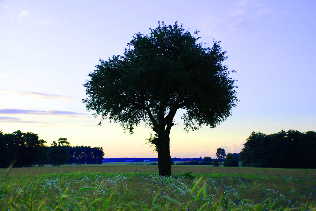 Tree