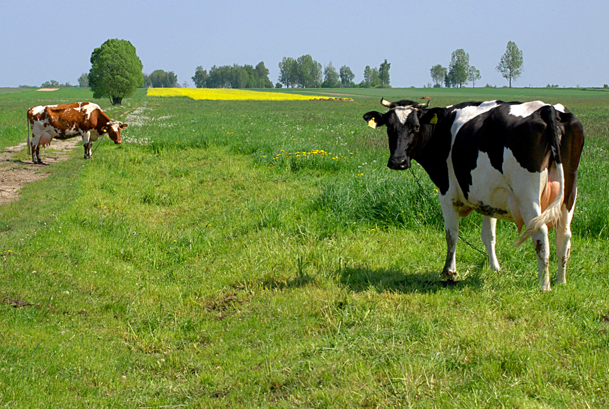 Cows from Poland