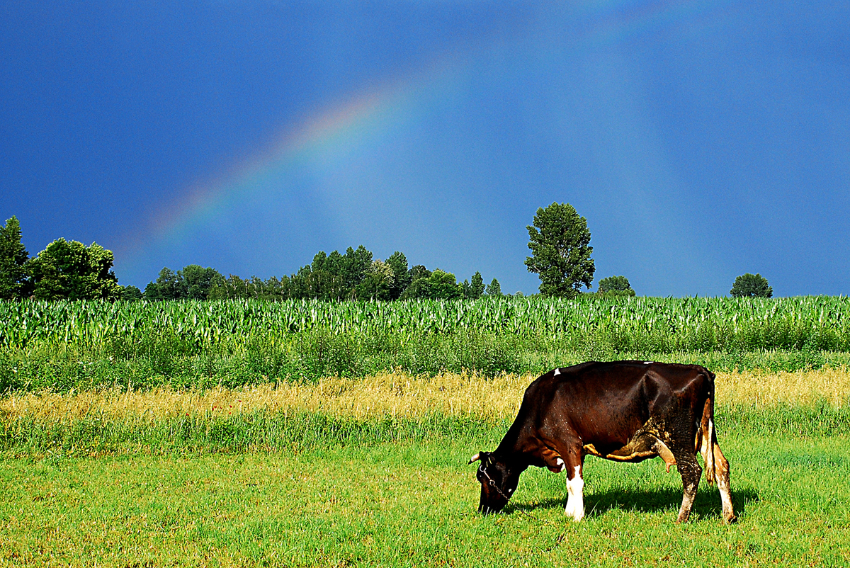 Cows from Poland