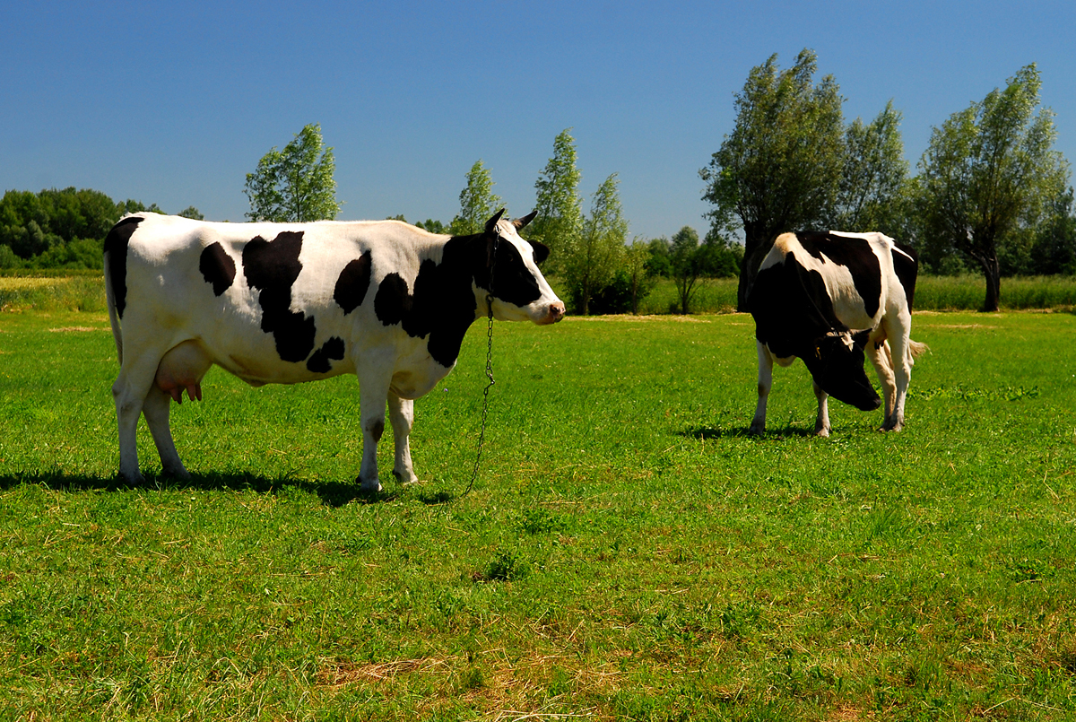 Cows from Poland