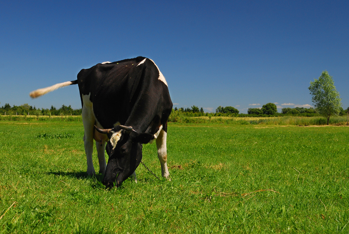 Cow from Poland