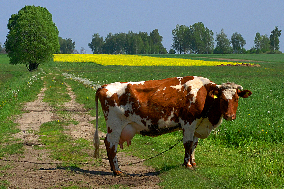 Cow from Poland