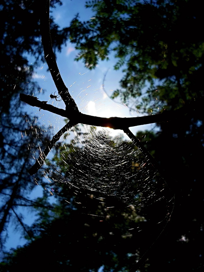 Spider net