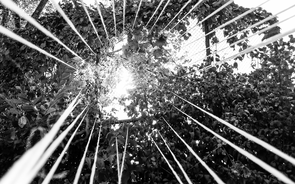light workers