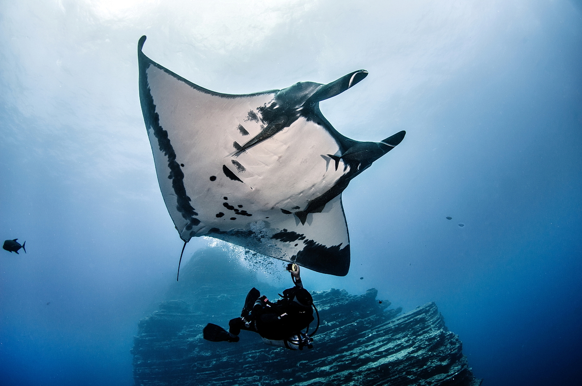 Manta birostris