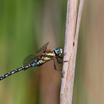 ..šídlo pestré...