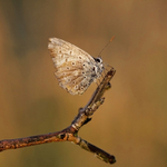 ..v ranním světle...