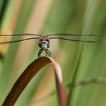 ..pohled pestrouše...
