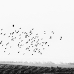 volnost ...