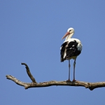 sedím na konári.....