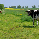Cows from Poland