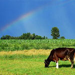 Cows from Poland