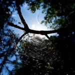 Spider net
