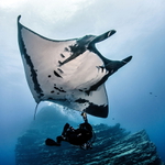 Manta birostris