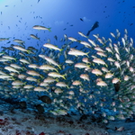 Parmice žlutoocasé