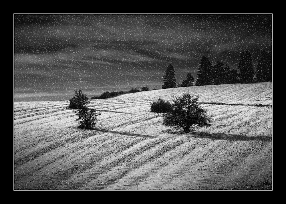 Zima