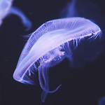 Medúza v letu