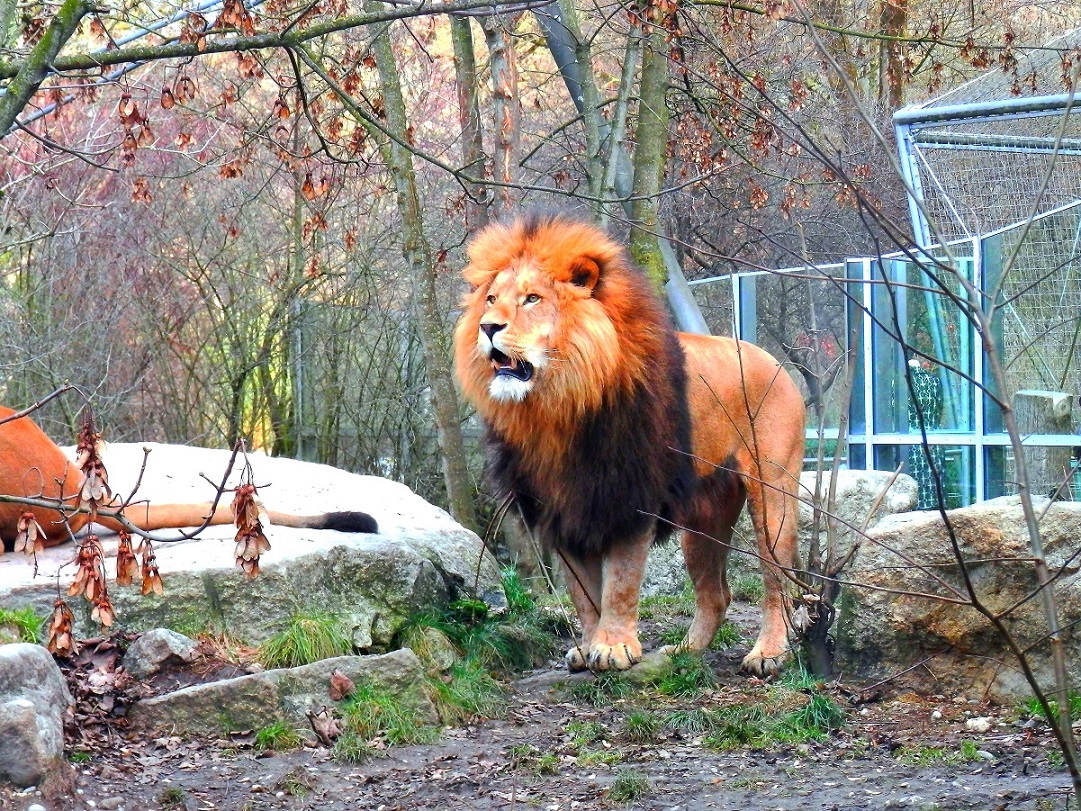Zoo