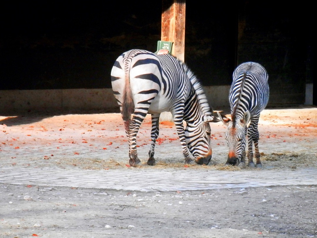 Zoo