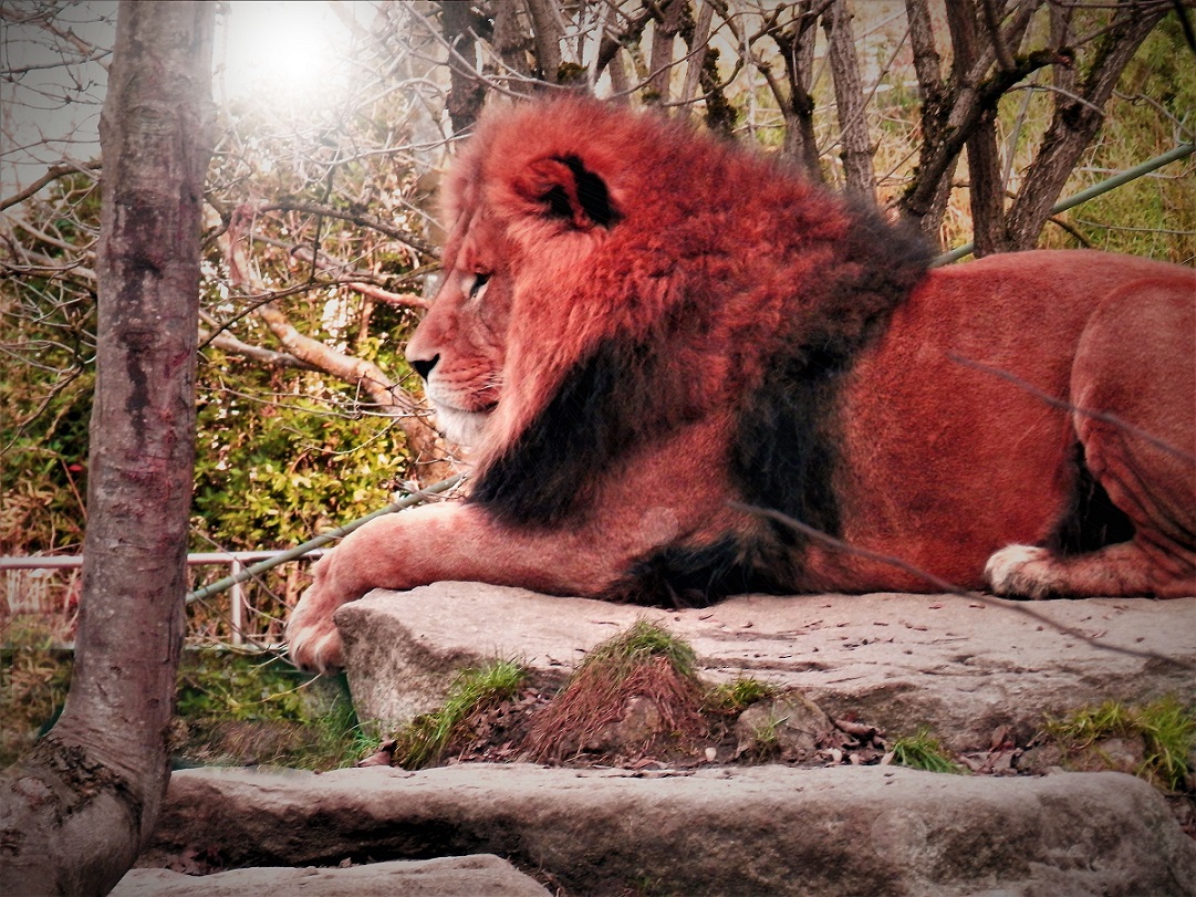 Zoo
