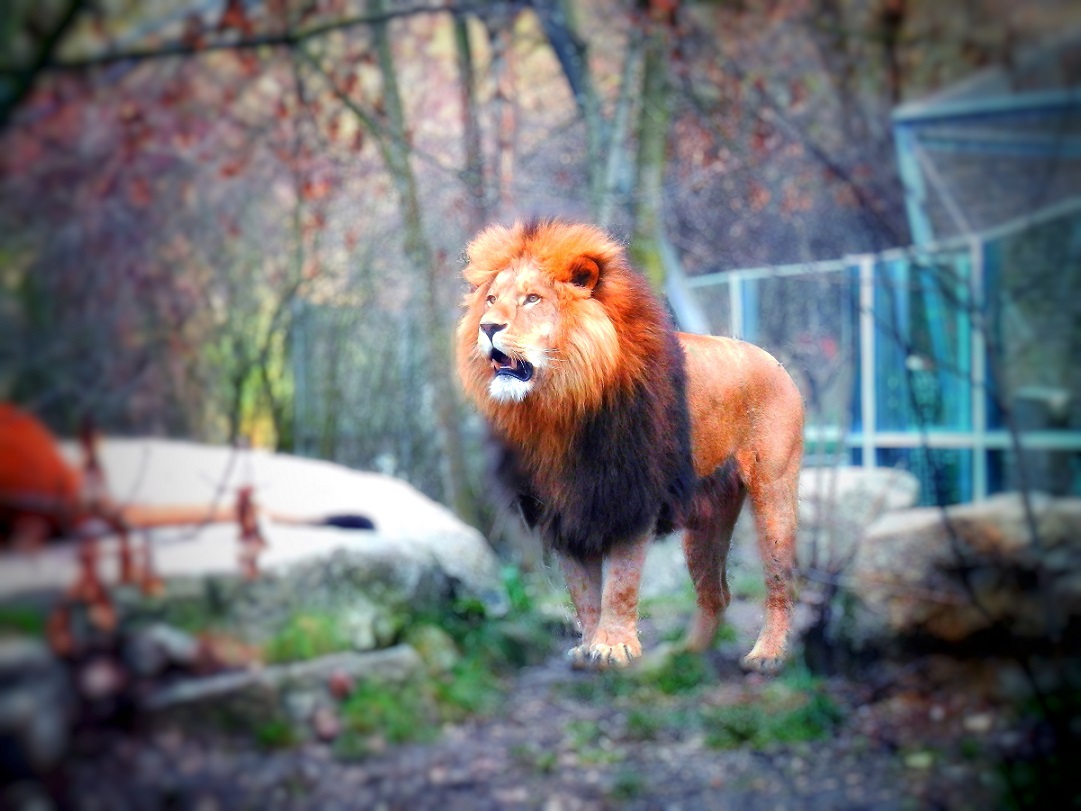 Zoo