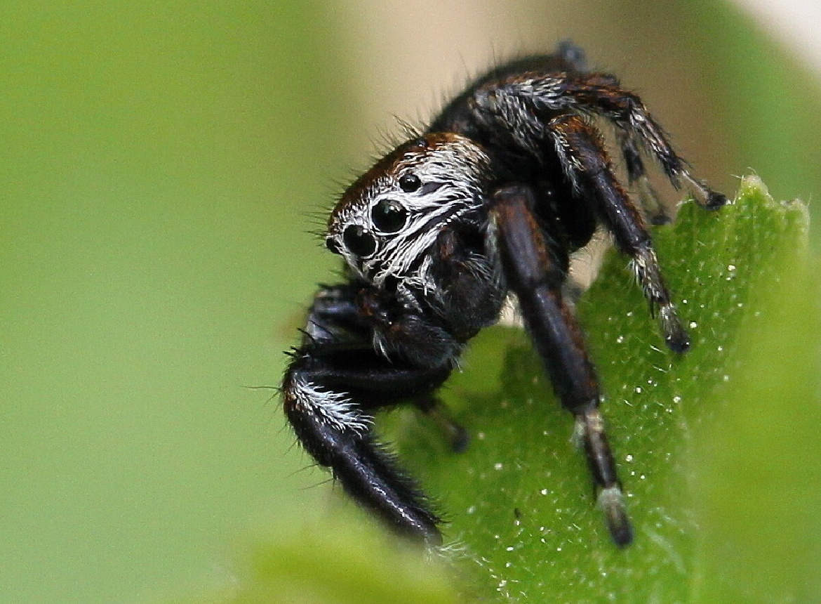 Skákavka černá (Evarcha arcuata) sameček