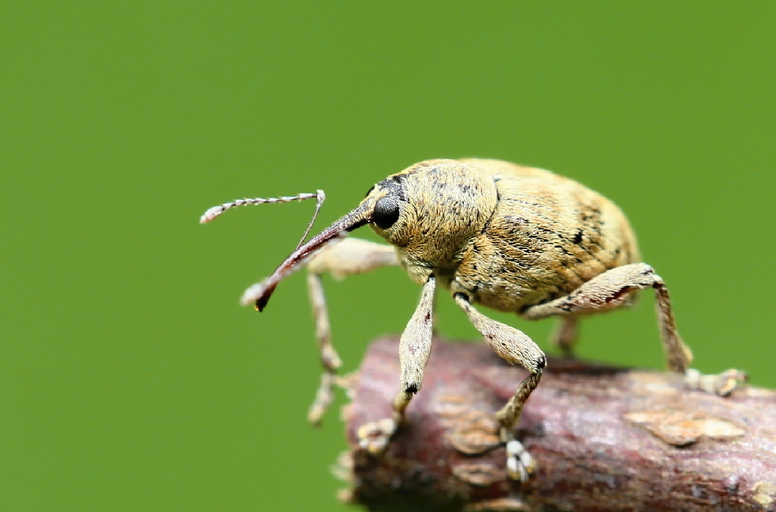Nosatec lískový (Curculio nucum)