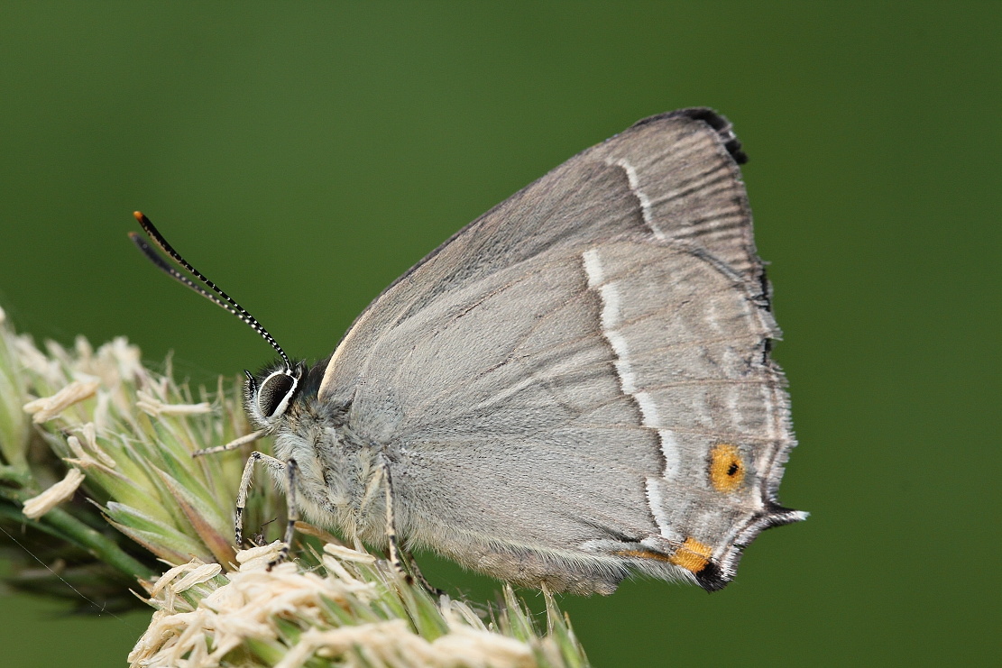 Ostruháček dubový (Neozephyrus quercus)