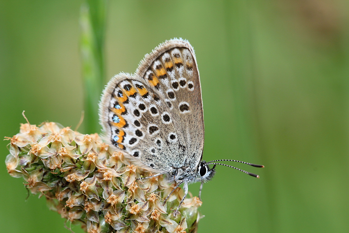 Modrásek obecný (Lycaeides idas)