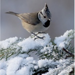 Sýkorka parukářka