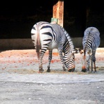 Zoo