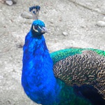 Páv
