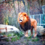 Zoo