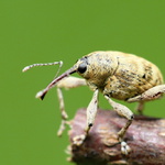 Nosatec lískový (Curculio nucum)