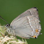 Ostruháček dubový (Neozephyrus quercus)