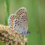 Modrásek obecný (Lycaeides idas)