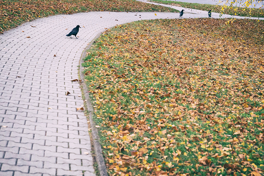 planeta havranů ...