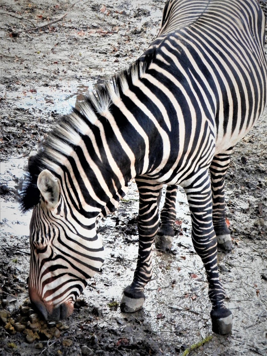 Zoo